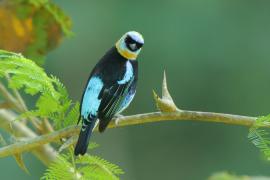 Tangarka modrolica - Stilpnia larvata - Golden-hooded Tanager