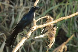 Wilgowron meksykański - Quiscalus mexicanus - Great-tailed Grackle