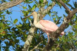 Warzęcha różowa - Platalea ajaja - Roseate Spoonbill