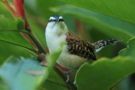 Strzyżyk rdzawokarkowy - Campylorhynchus rufinucha - Rufous-naped Wren