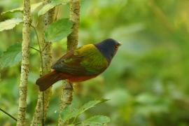 Łuszczyk wielobarwny - Passerina ciris - Painted Bunting