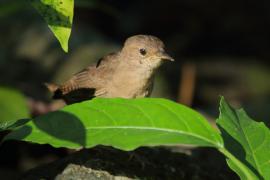 Strzyżyk śpiewny - Troglodytes aedon - House Wren