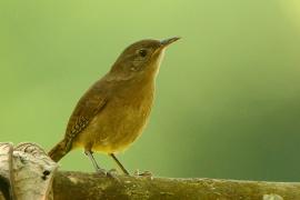 Strzyżyk śpiewny - Troglodytes aedon - House Wren
