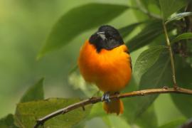 Kacyk północny - Icterus galbula - Baltimore Oriole