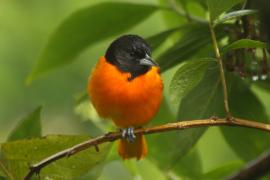 Kacyk północny - Icterus galbula - Baltimore Oriole