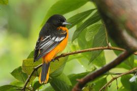 Kacyk północny - Icterus galbula - Baltimore Oriole