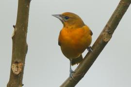 Kacyk północny - Icterus galbula - Baltimore Oriole