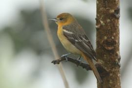 Kacyk północny - Icterus galbula - Baltimore Oriole