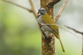 Ziarnołusk płowogardły - Saltator maximus - Buff-throated Saltator