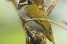 Ziarnołusk płowogardły - Saltator maximus - Buff-throated Saltator