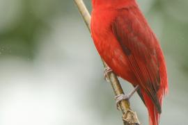Piranga pąsowa - Piranga rubra - Summer Tanager