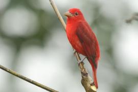 Piranga pąsowa - Piranga rubra - Summer Tanager