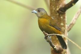 Tapiranga szkarłatno-czarna - Ramphocelus passerinii - Passerini's Tanager