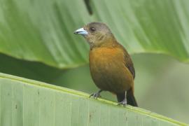 Tapiranga szkarłatno-czarna - Ramphocelus passerinii - Passerini's Tanager