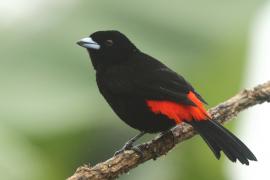 Tapiranga szkarłatno-czarna - Ramphocelus passerinii - Passerini's Tanager