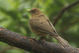 Drozd brązowawy - Turdus grayi - Clay-colored Thrush