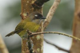 Zieleniec żółtopierśny - Chlorospingus flavopectus- Common Bush Tanager