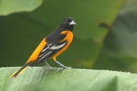 Kacyk północny - Icterus galbula - Baltimore Oriole