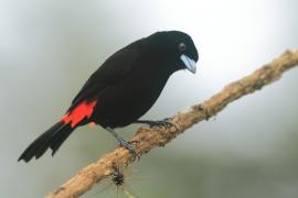 Tapiranga szkarłatno-czarna - Ramphocelus passerinii - Passerini's Tanager