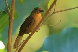 Habia czerwonogardła - Habia fuscicauda - Red-throated Ant Tanager