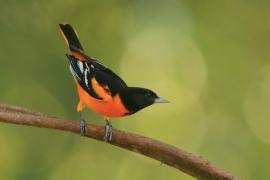 Kacyk północny - Icterus galbula - Baltimore Oriole