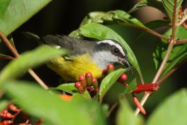 Cukrzyk bananowy- Coereba flaveola - Bananaquit