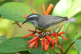 Cukrzyk bananowy- Coereba flaveola - Bananaquit