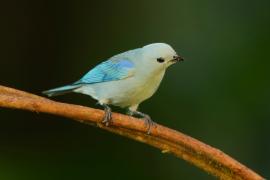Tangarka niebieska - Thraupis episcopus - Blue-grey Tanager
