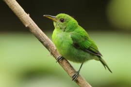 Seledynek - Chlorophanes spiza - Green Honeycreeper