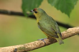 Organka zielonkawa - Euphonia gouldi - Olive-backed Euphonia