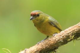 Organka zielonkawa - Euphonia gouldi - Olive-backed Euphonia