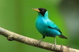 Seledynek - Chlorophanes spiza - Green Honeycreeper