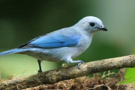 Tangarka niebieska - Thraupis episcopus - Blue-grey Tanager