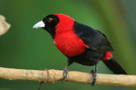 Tapiranga maskowa - Ramphocelus sanguinolentus - Crimson-collared Tanager