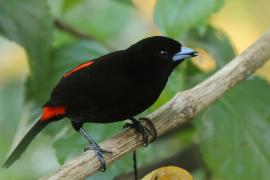 Tapiranga szkarłatno-czarna - Ramphocelus passerinii - Passerini's Tanager