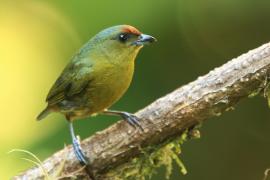 Organka zielonkawa - Euphonia gouldi - Olive-backed Euphonia