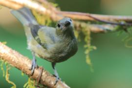 Tangarka palmowa - Thraupis palmarum - Palm Tanager