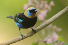 Tangarka modrolica - Stilpnia larvata - Golden-hooded Tanager