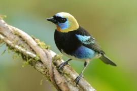 Tangarka modrolica - Stilpnia larvata - Golden-hooded Tanager