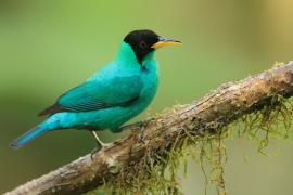 Seledynek - Chlorophanes spiza - Green Honeycreeper