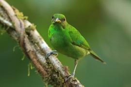 Seledynek - Chlorophanes spiza - Green Honeycreeper