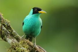 Seledynek - Chlorophanes spiza - Green Honeycreeper