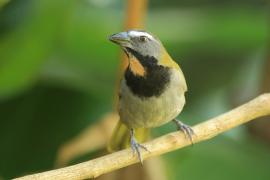 Ziarnołusk płowogardły - Saltator maximus - Buff-throated Saltator