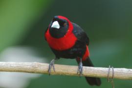 Tapiranga maskowa - Ramphocelus sanguinolentus - Crimson-collared Tanager