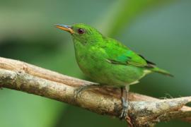 Seledynek - Chlorophanes spiza - Green Honeycreeper