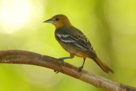 Kacyk północny - Icterus galbula - Baltimore Oriole
