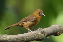 Habia czerwonogardła - Habia fuscicauda - Red-throated Ant Tanager
