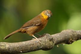 Habia czerwonogardła - Habia fuscicauda - Red-throated Ant Tanager