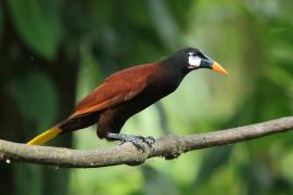 Kacykowiec aztecki - Psarocolius montezuma - Montezuma Oropendola