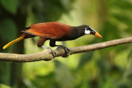Kacykowiec aztecki - Psarocolius montezuma - Montezuma Oropendola